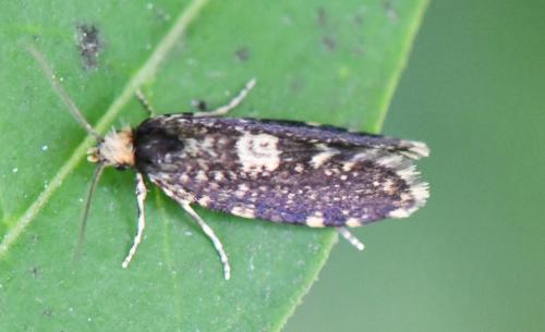 Diplodoma laichartingella